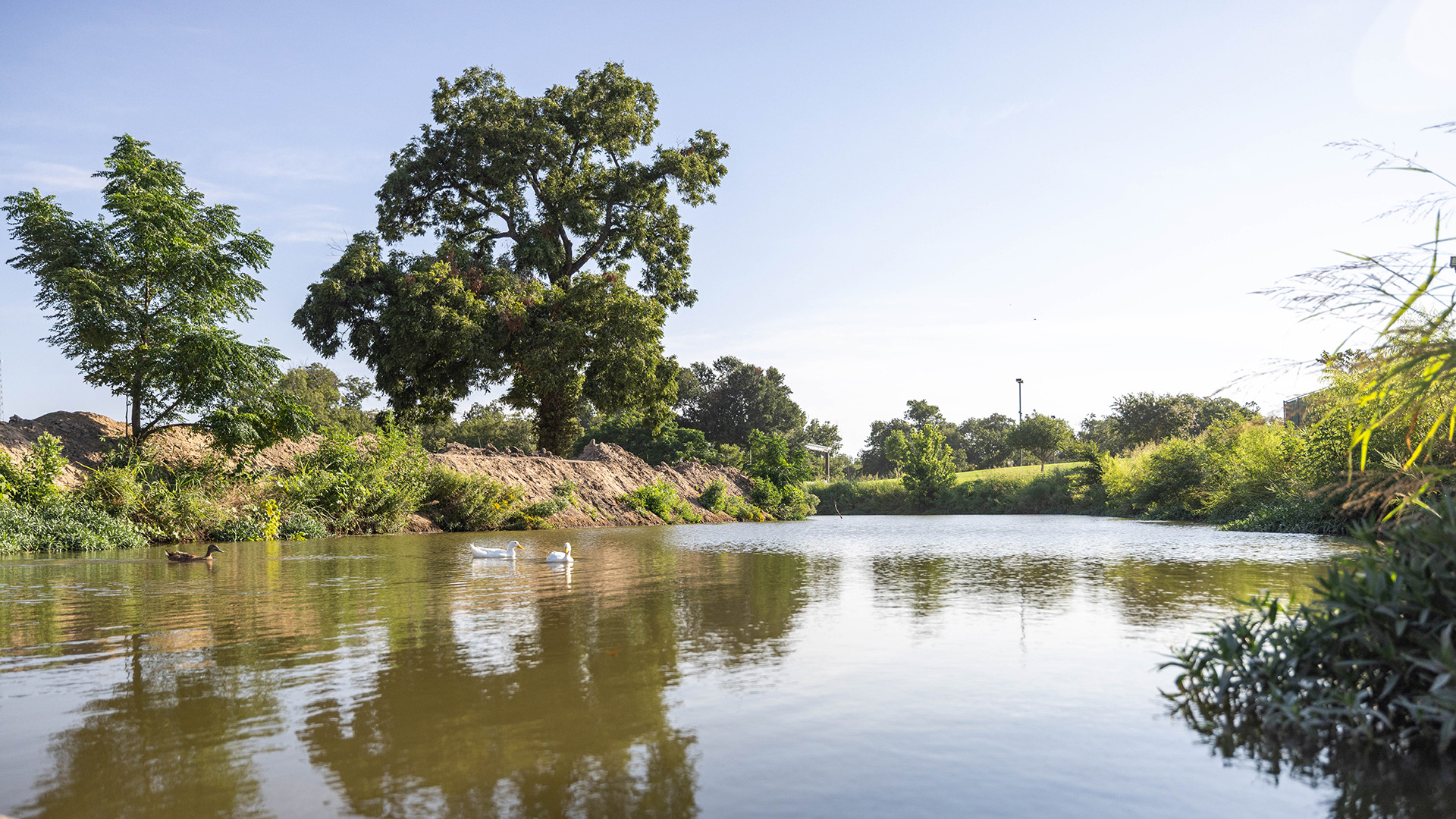 Ducks on the Bosque River beside tree-lined banks